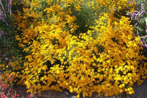 It loves full sun in arizona and is a great choice for color on a mound. Yellow Flowering Shrub - PlantMaster Blog