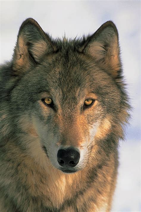 Wolf Watching In Yellowstone National Park Spiritual Travels