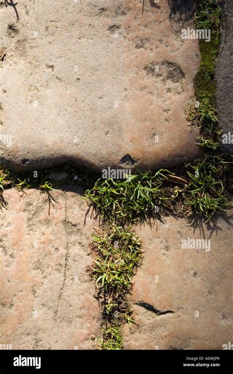 Cobbled Stone Or Cobble Showing Overgrown Weeds Or Moss Stock Photo Alamy