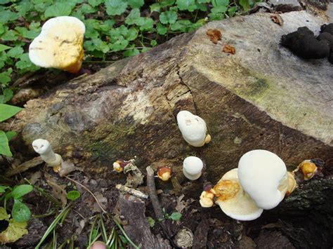 Illinois Reshi Boletes And Others Mushroom Hunting And
