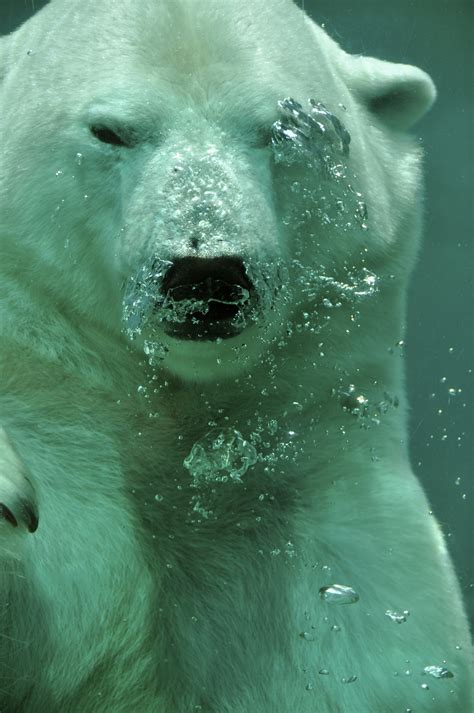 Animals Polar Bears Underwater Wallpapers Hd Desktop And Mobile