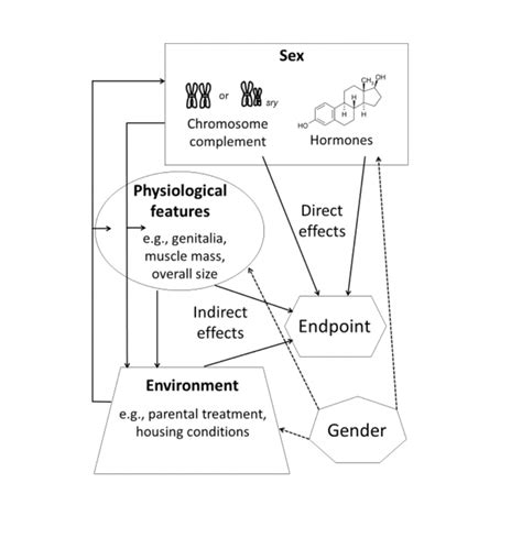 eight things you need to know about sex gender brains and behavior a guide for academics
