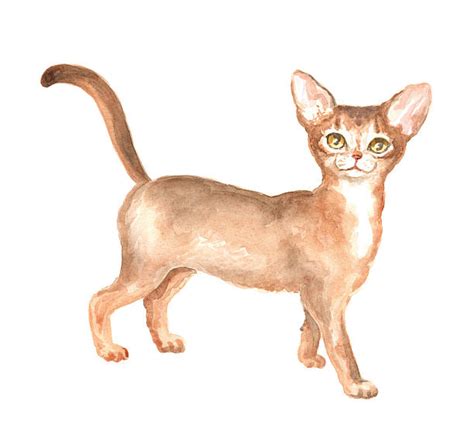 Best Abyssinian Cat Illustrations Royalty Free Vector Graphics And Clip