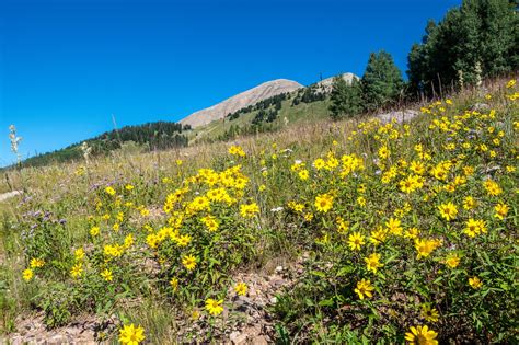 Incredible Hikes For Alpine Wildflowers Outdoor Project