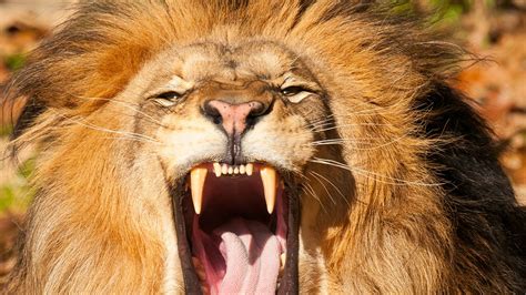 Angry Lion Image Angry Lion Images Hd 1280x720 Download Hd