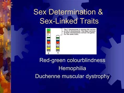 Ppt Sex Determination Sex Linked Traits Powerpoint Presentation Free