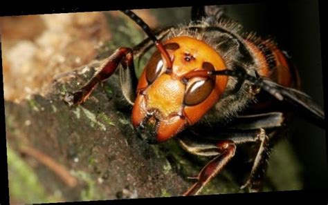 Asian Murder Hornets In The Us And Uk Threat To Human Life Is There Warn Experts