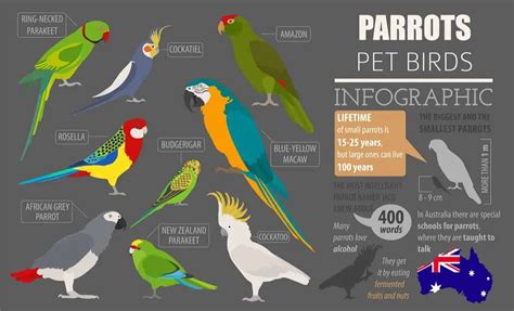 9 Most Popular Types Of Pet Parrots Nayturr