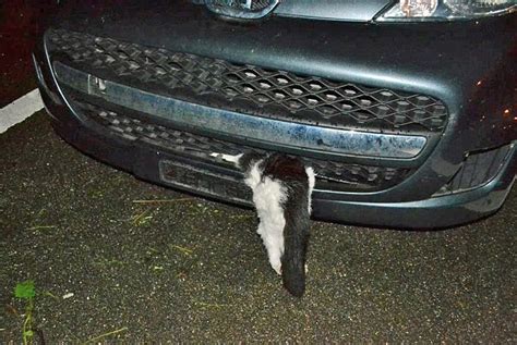 Lucky Cat Survives 70 Mph Car Crash In Switzerland Autoevolution