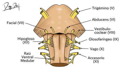 Atlas De Configuraci N Externa Del Tronco Encef Lico Y Ventr Culo Neuroanatom A Ufro