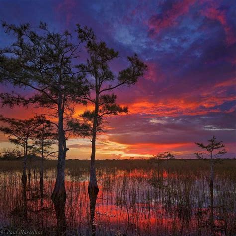 Everglades National Park By Paul Marcellini In 2020 Everglades National Park National Parks