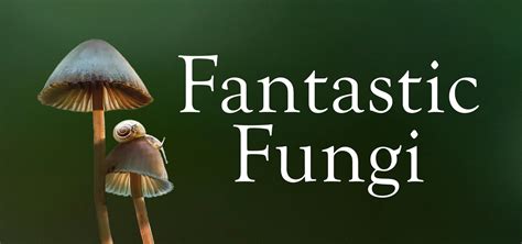 Fantastic Fungi Streaming Where To Watch Online