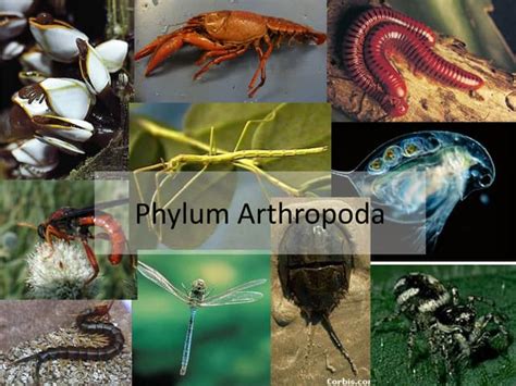Arthropoda Phylum Ppt