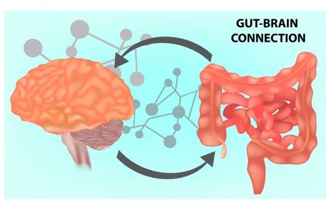 The Gut Brain Axis The Gut Experts