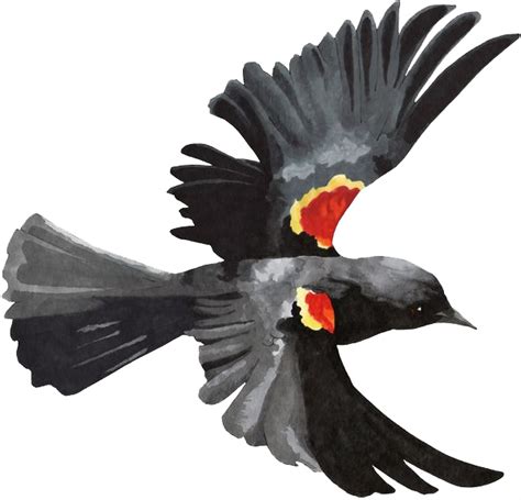 Red Winged Blackbird Png Image Png Mart