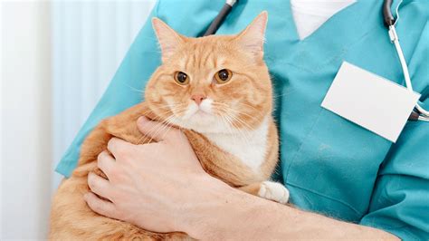 Online preparation videos for cat 2020. Cat Neuter Surgery From Start to Finish in 2020 | Cat ...