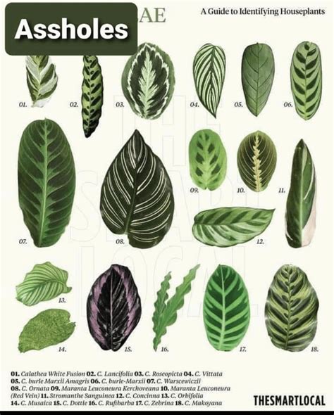 A Helpful Guide To Identify Houseplants I Came Across 10 Pics R