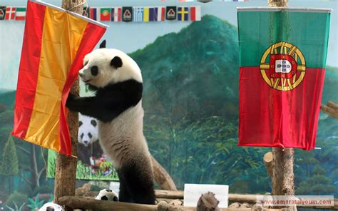 الامارات العربية المتحدة على الخريطة. حيوانات بديلة للعرّاف "بول" في "يورو 2012" - وسائط متعددة ...