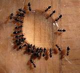 Photos of Homemade Termite Remedy