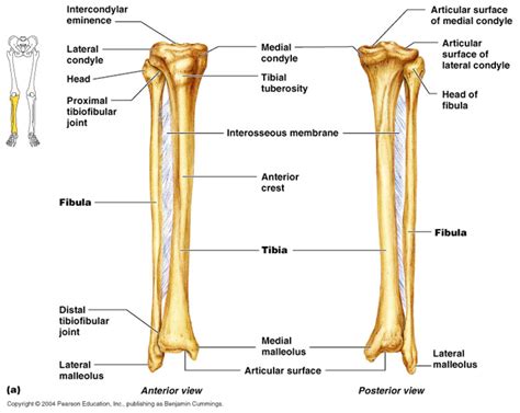 Tibia And Fibula Lower Leg Bones Joints Anatomy Human Anatomy And
