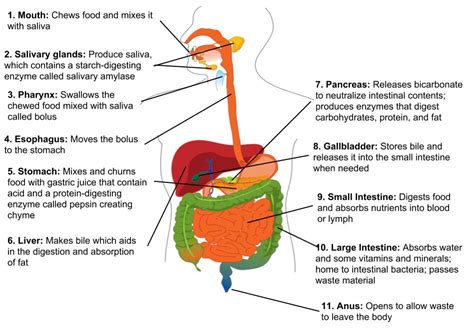 The Digestive System Human Nutrition