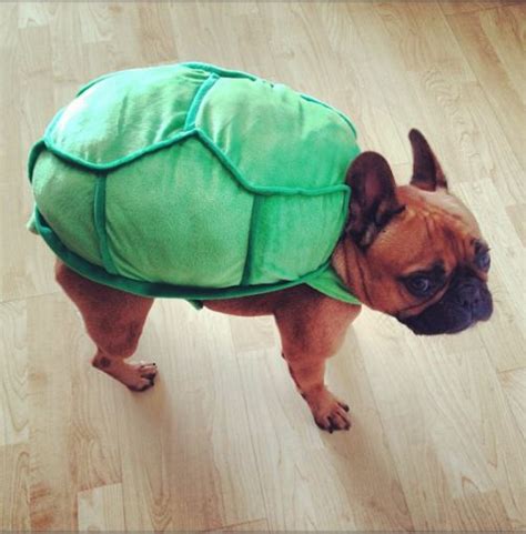 Ninja Turtle Dog Costume Barkblaster