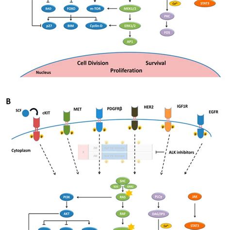 Alk Downstream Pathways And Bypass Signaling A Anaplastic Lymphoma