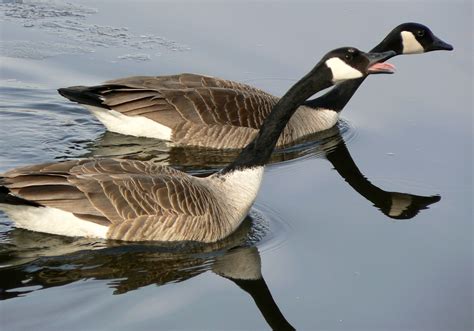 Filecanada Goose Mating Ritual1