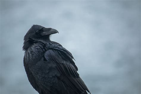 Banco de imagens bico Raven Corvo americano Corvo como pássaro