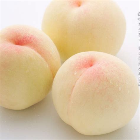 Japanese Okayama Hakuhou White Peach — Momobud