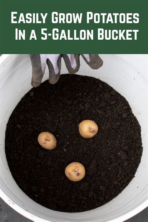 Easily Grow Potatoes In A 5 Gallon Bucket In 2020 Growing Potatoes