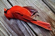 Dead Cardinal Photograph by Matt Plyler