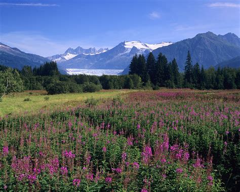Fireweed Meadow In Alaska Photograph By Howie Garber
