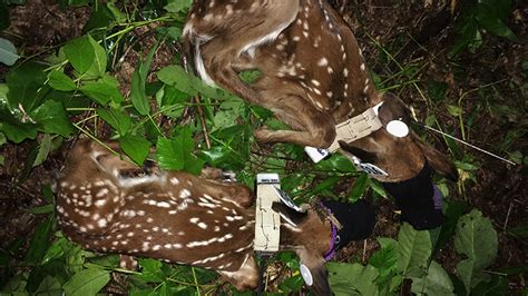 White Tailed Deer Fawn Survival In North Georgia Applied Wildlife