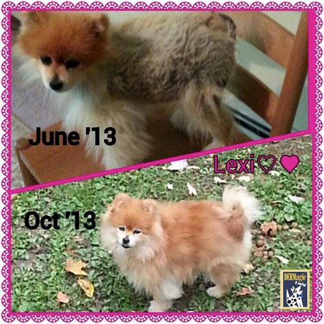 Dermagic Results In Pictures Animal Skin Problems Dog Hair Loss