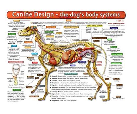 A Dogs Anatomy