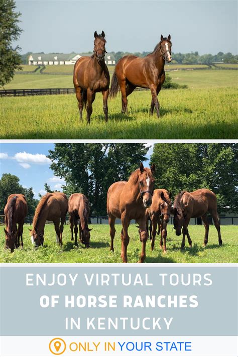 Enjoy Nature From Home By Taking Virtual Tours Of These Famous Horse