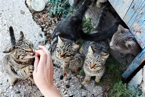 What To Do With A Feral Cat Colony Everything You Need To Know