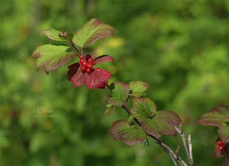 High Bush Cranberry Photograph By Dee Carpenter Pixels