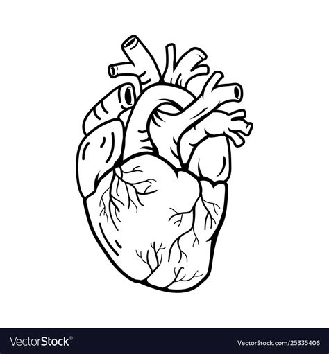 Heart Real Shape Line Symbol Style Royalty Free Vector Image