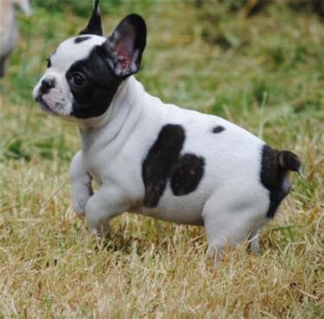 These dogs with their big expressive in addition french bull dogs have many more colors like lilac, chocolate and sable and even more color patterns like chocolate and tan, white. Seattle Times | Classifieds | Pets | AKC French Bulldog ...