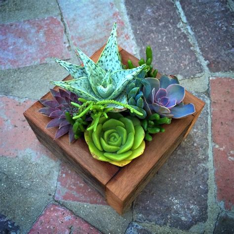 Succulent Art Lime Green Aeonium Lily Pad