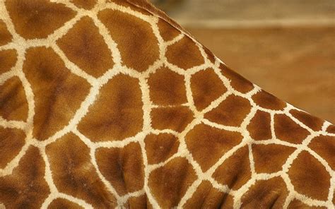 Giraffe Patterns 2560x1600 1993141