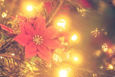Flower On A Christmas Tree Free Stock Photo Public Domain Pictures