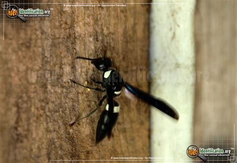 Iconic black and yellow stripes give a clear warning to other animals that these insects are dangerous. Four-Toothed Mason Wasp Pictures