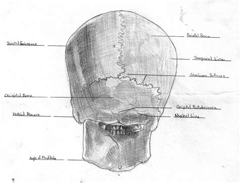 The pliable head which allowed a safer passage through the birth canal also allows for normal development patterns during the first year to eighteen months of life such as rapid brain growth the posterior fontanel is located along the median line smack in the middle of the back of the skull. Anatomy: Skull back | Greg Allen | Flickr