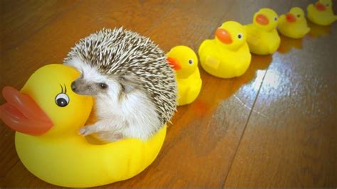 Amazing Pets 🦔🦔 Cute Hedgehog Playing Full Funny Pets