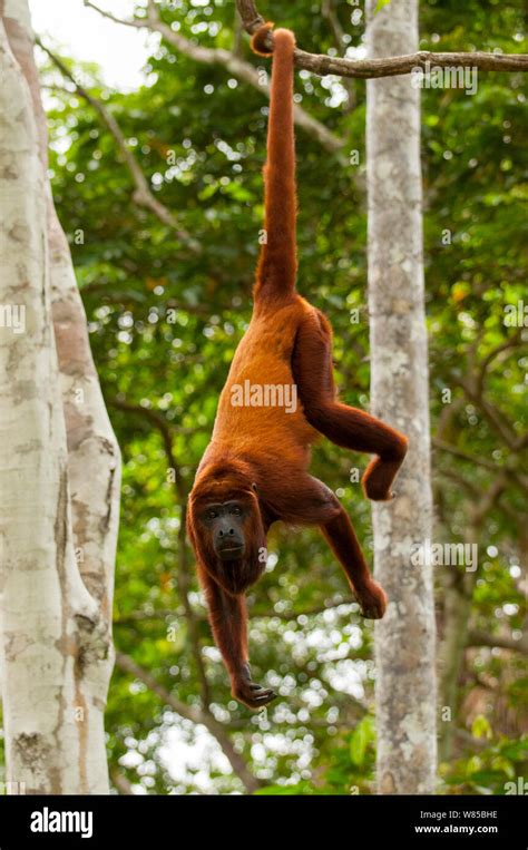 Red Howler Monkey Alouatta Seniculus Hanging By Prehensile Tail
