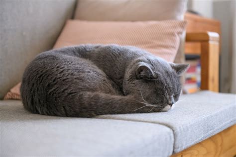 14 Sleeping Cat Positions And What They Reveal About Your Kitty