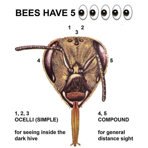 honeybees have five eyes two large compound eyes that are used for general distance sight and